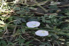 Convolvulus microphyllus